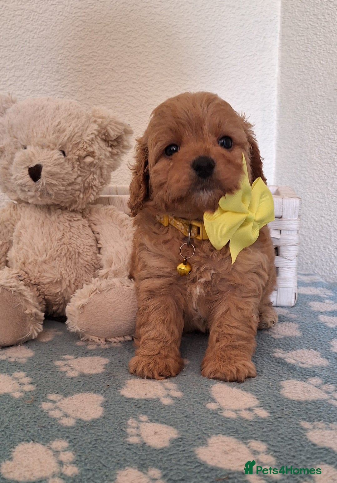 Cavapoochon dogs for sale: 5 🌟 DNA tested Cavapoochon pups - Image 13
