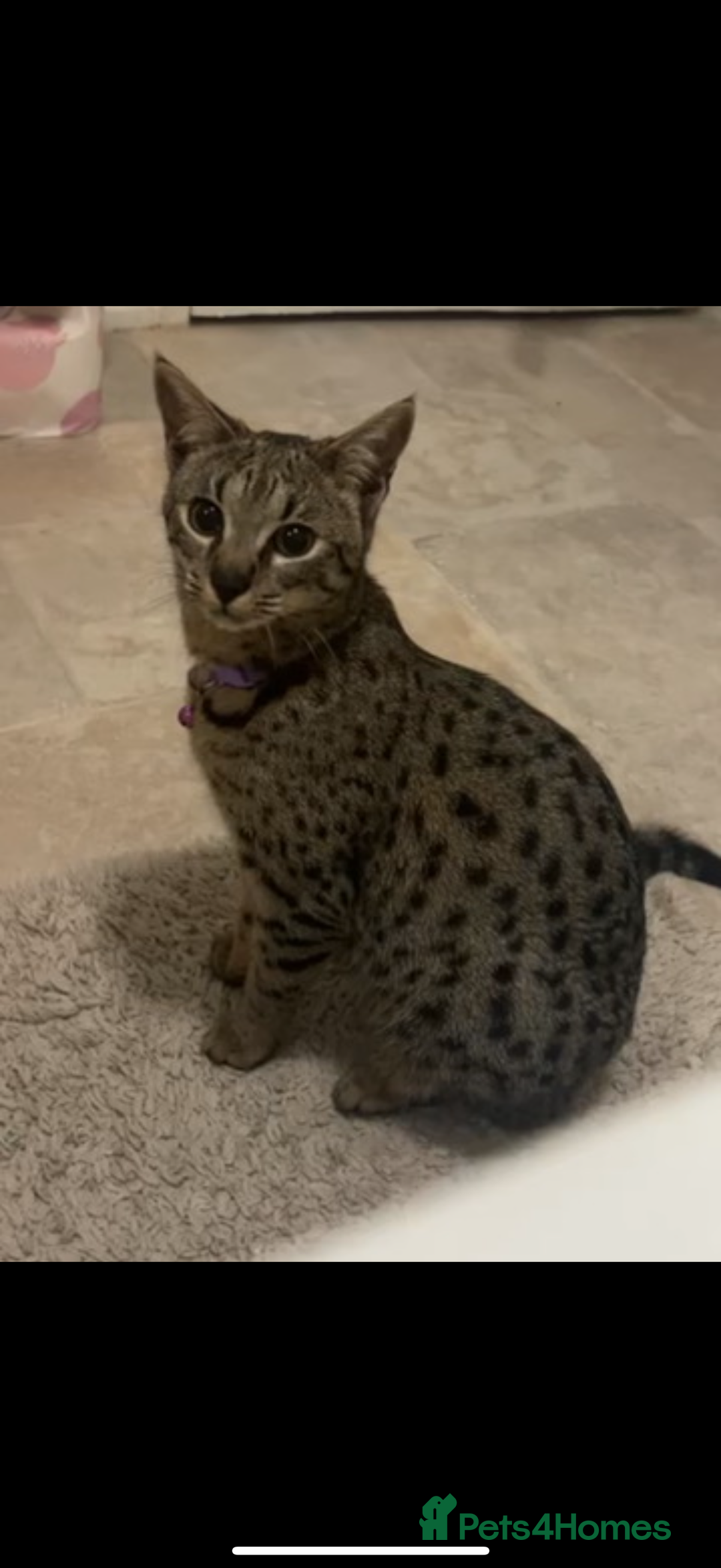 Savannah cats for sale: F3 Savannah Female  - Advert 7