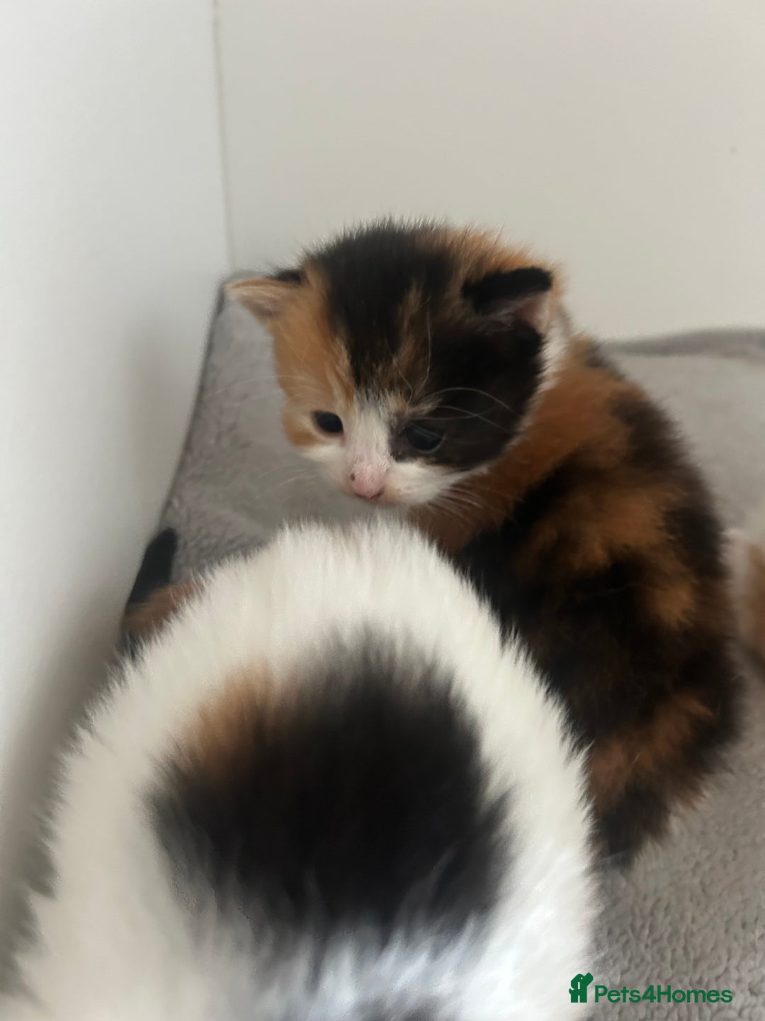 Mixed Breed cats for sale: 3 kittens for sale  - Image 9