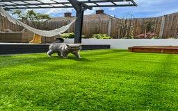 British Shorthair cats for sale: British shorthair female  - Image 4