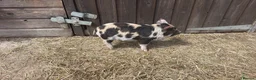 Pig livestock for sale: Three male pigs for sale  - Advert 2