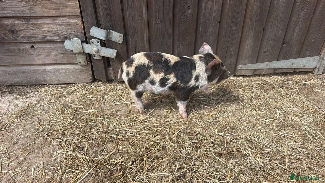 Pig livestock for sale: Three male pigs for sale  - Advert 2