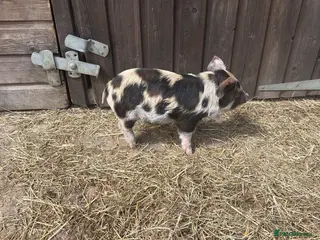 Pig livestock Five male piglets for sale - Advert 13