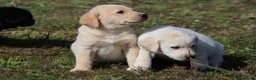 Labrador Retriever dogs for sale: Labrador puppies. Beautiful black and golden pups - Advert 3