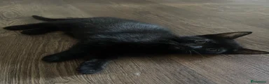 Female 1 (Black)