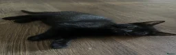 Mixed Breed cats for sale: 2x Female kittens ready for loving home - Advert 2