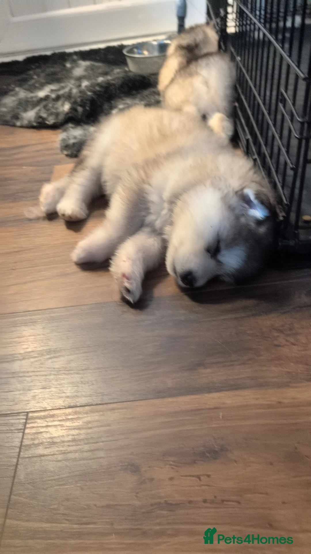 Alaskan Malamute dogs for sale: Kc Reg Alaskan Malamute puppies  - Advert 2