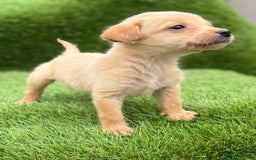 Labrador Retriever dogs for sale: Labrador pups  - Image 36