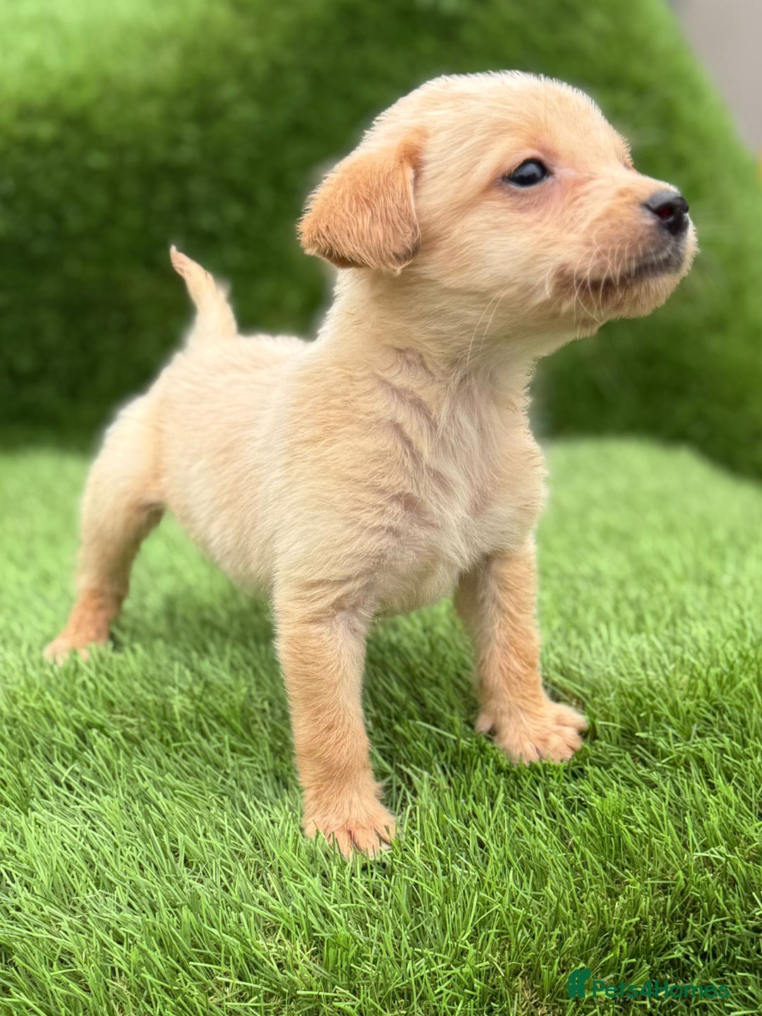 Labrador Retriever dogs for sale: Labrador pups  - Image 36