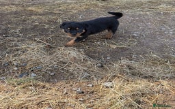 Rottweiler dogs for sale: beautiful pedigree rottweilers  - Image 25