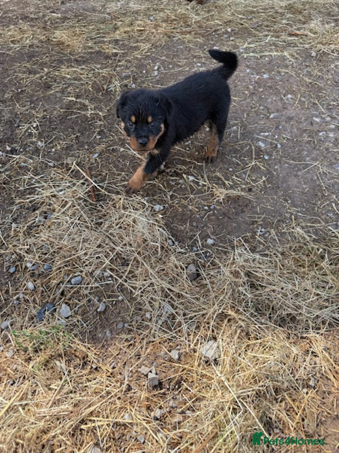 Rottweiler dogs for sale: beautiful pedigree rottweilers  - Image 25