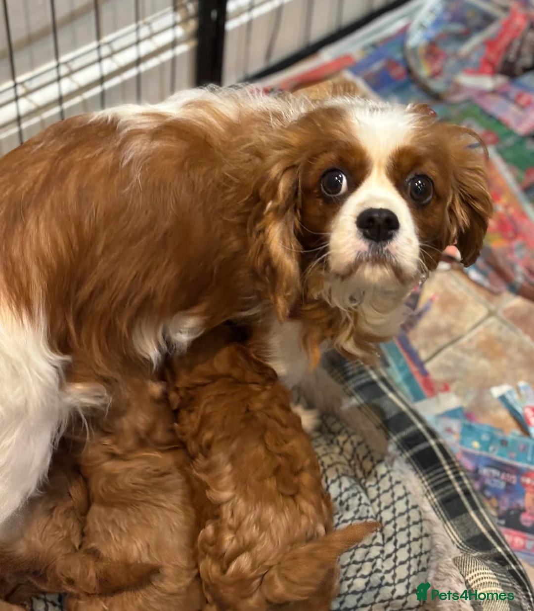 Cavapoo dogs for sale: Cavapoo pups  - Advert 2