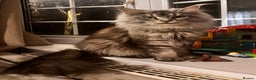Maine Coon cats for sale: Maine Coon kittens - Advert 2