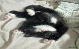 Bombay cats for sale: Cute Kittens for sale  - Image 11