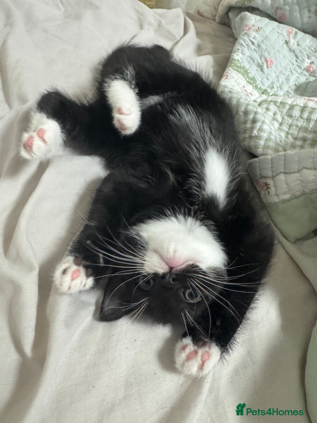 Bombay cats for sale: Cute Kittens for sale  - Image 11