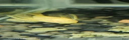 Plecos fish for sale: Angel wing bristlenose albino  baby's  - Advert 14