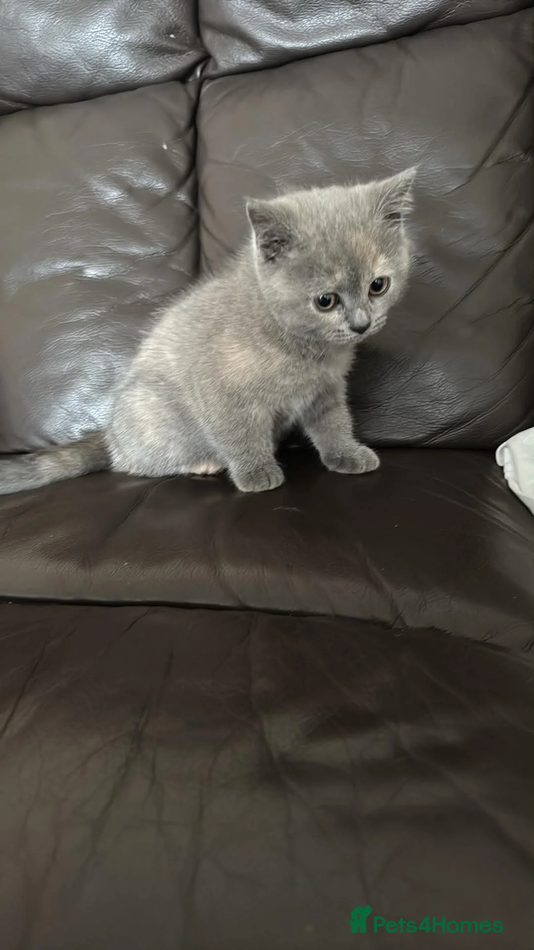 British Shorthair cats for sale:   Last British Baby ✨ - Advert 3