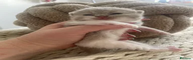 Bi color Lilac and White male