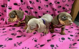 Miniature Dachshund dogs for sale: STUNNING MINIATURE DACHSHUND PUPPIES - Image 6