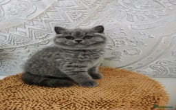 British Shorthair cats for sale: BSH🇬🇧👑🇬🇧💙British Shorthair girl😻💙 Gccf  - Image 12