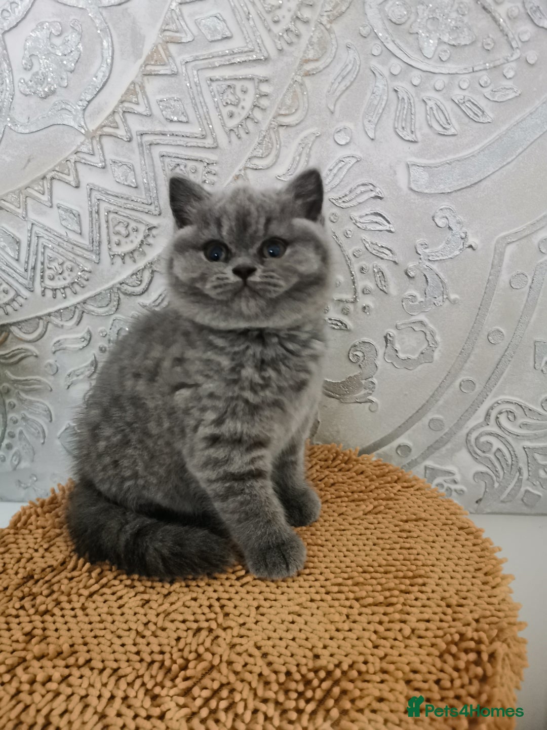 British Shorthair cats for sale: BSH🇬🇧👑🇬🇧💙British Shorthair girl😻💙 Gccf  - Image 12