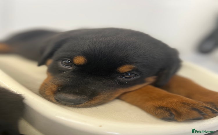 Rottweiler dogs - Advert 1