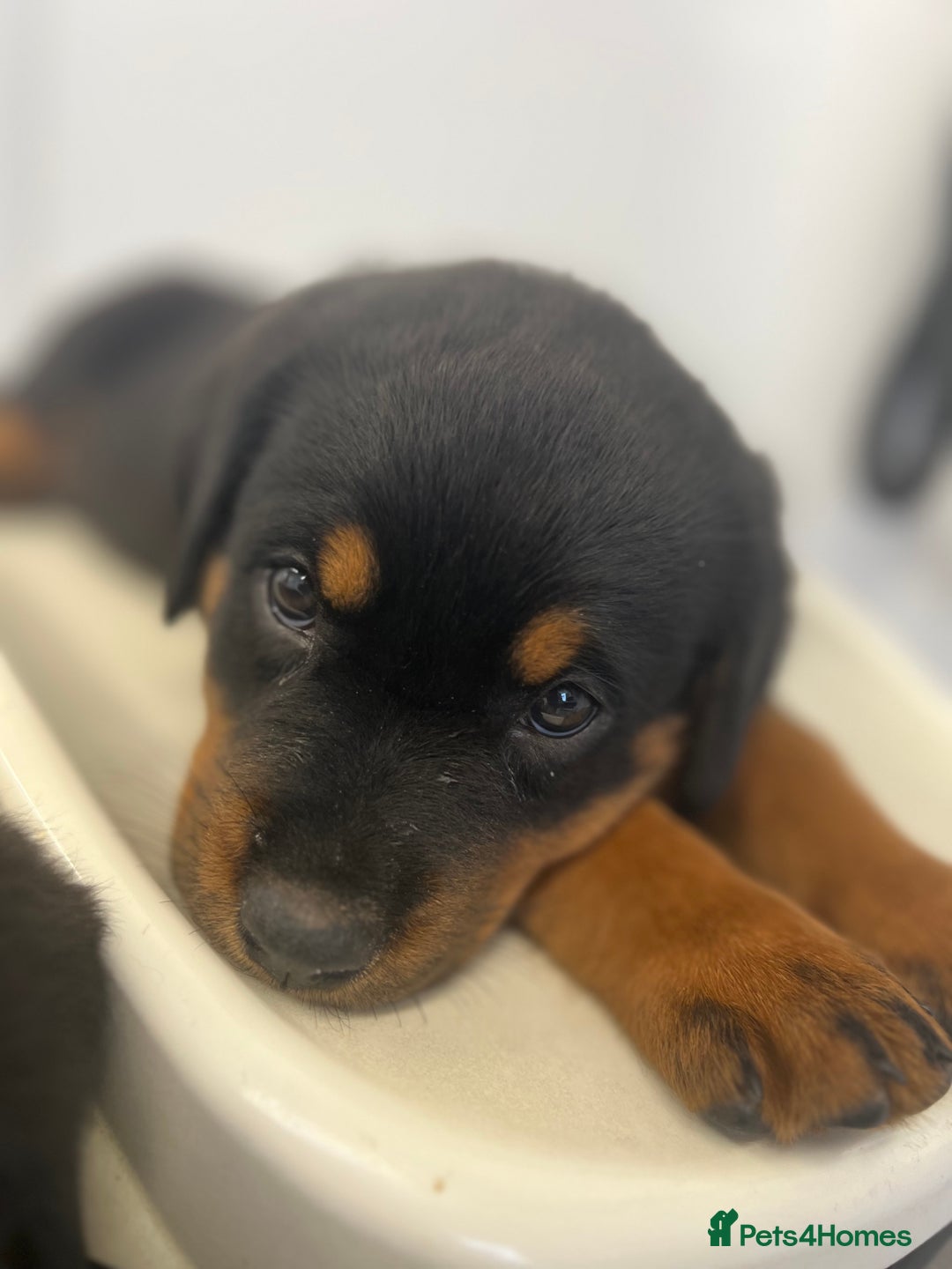 Rottweiler dogs for sale: LAST PUPS REMAINING. READY TO LEAVE  - Image 3