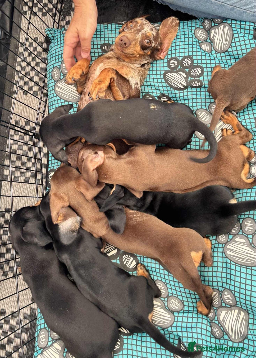 Dachshund dogs for sale: Miniature Dachshund puppies - Image 11