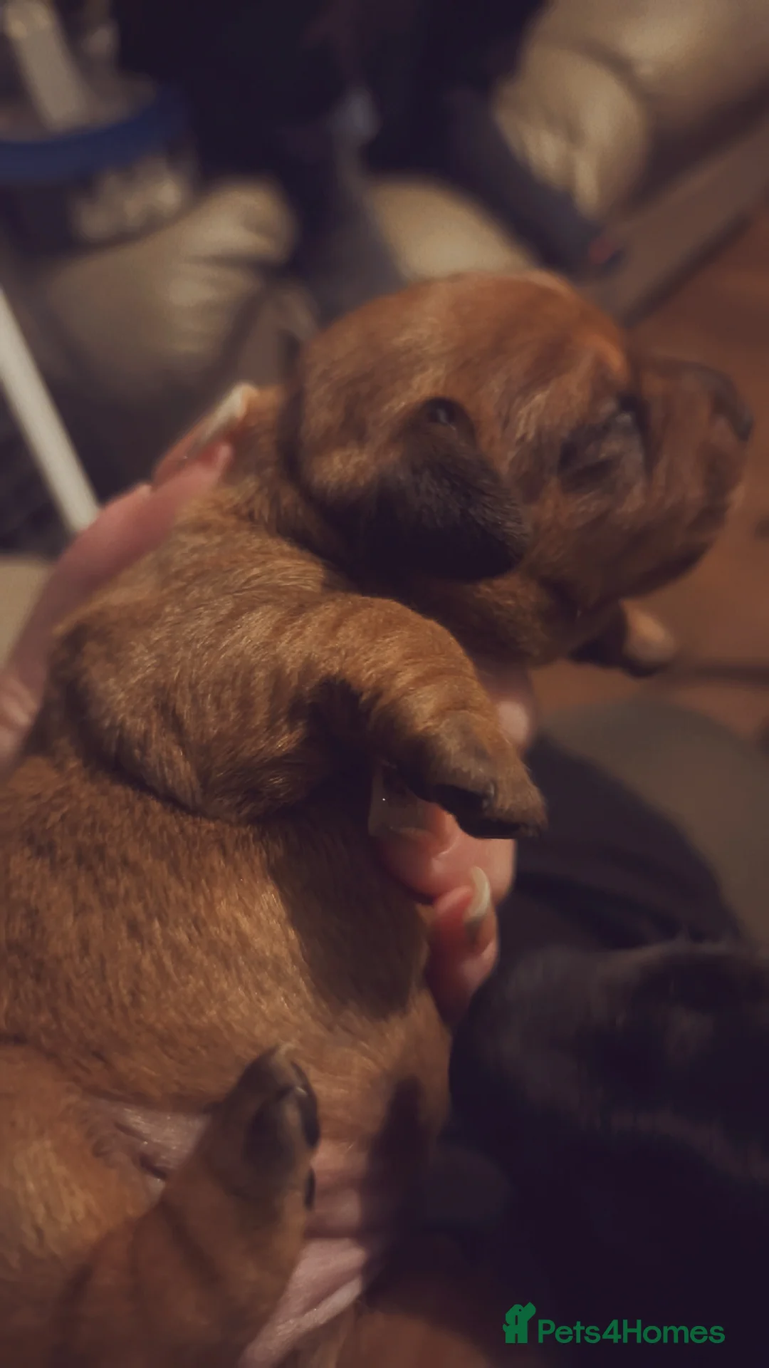 Dachshund dogs for sale: Dachshund puppies - Advert 9