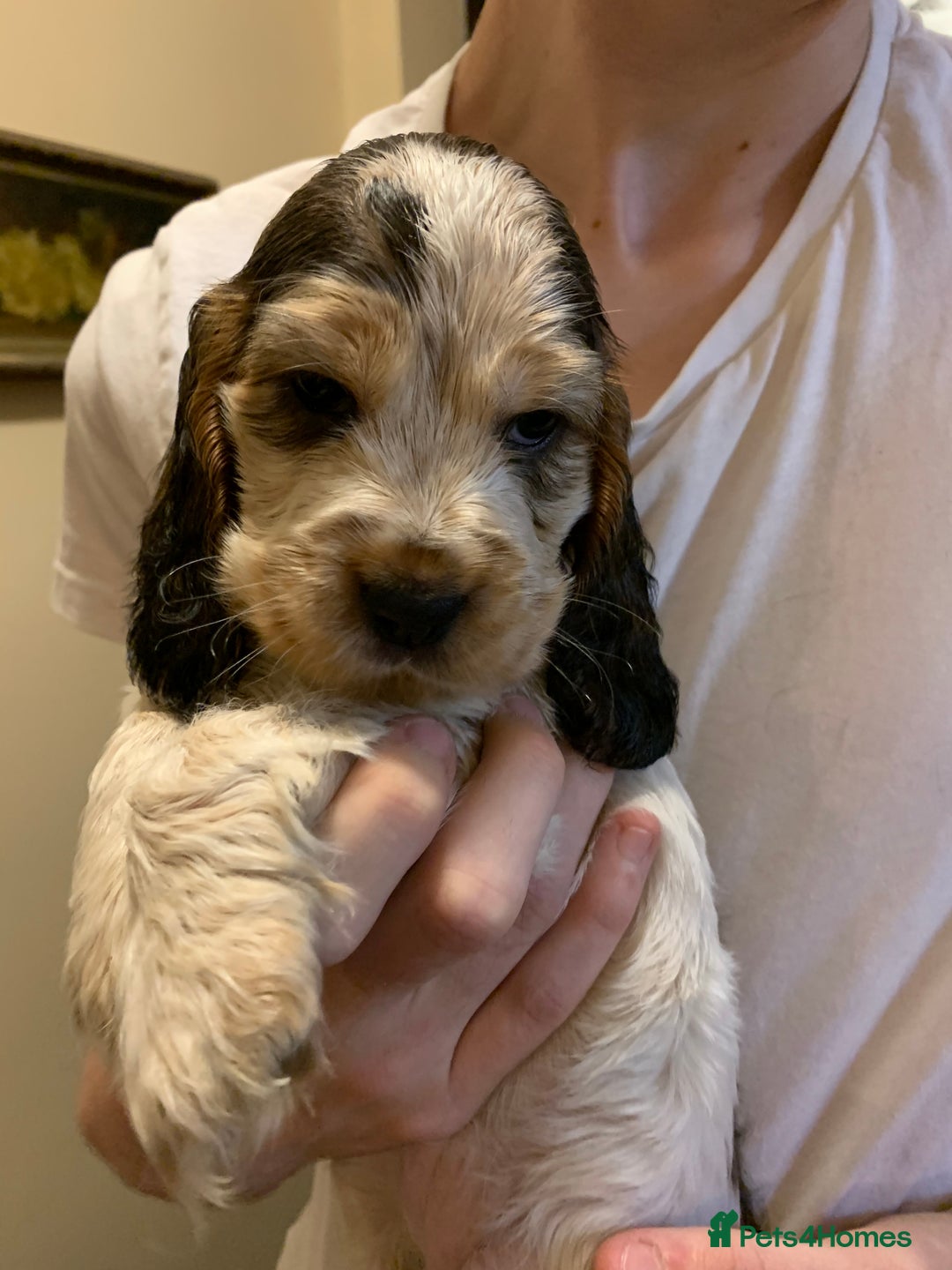 Cocker Spaniel dogs for sale: KC Show Carefully bred for Health and Temperament  - Image 5