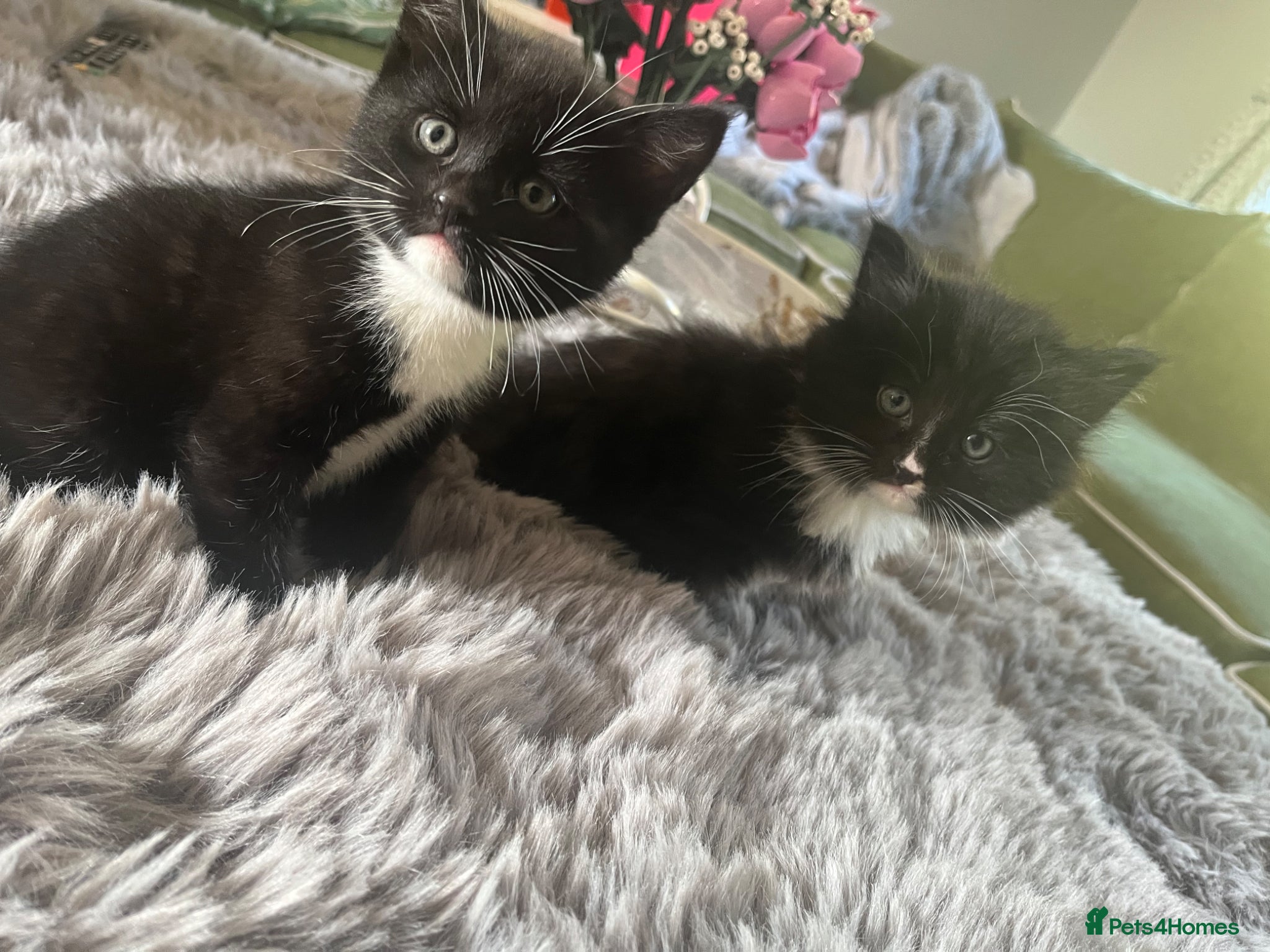 Mixed Breed cats Tuxedo Kittens ready to leave this weekend  - Advert 18