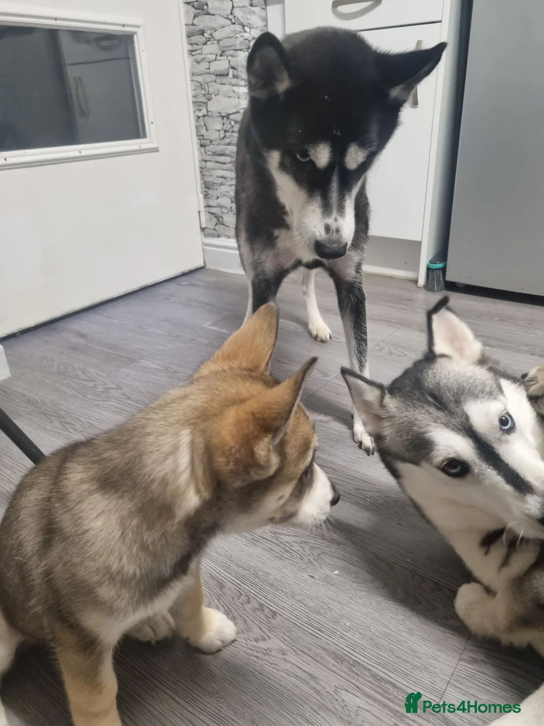 Siberian Husky dogs for sale: Rare Grey Agouti siberian husky  💖 fully insured - Advert 17
