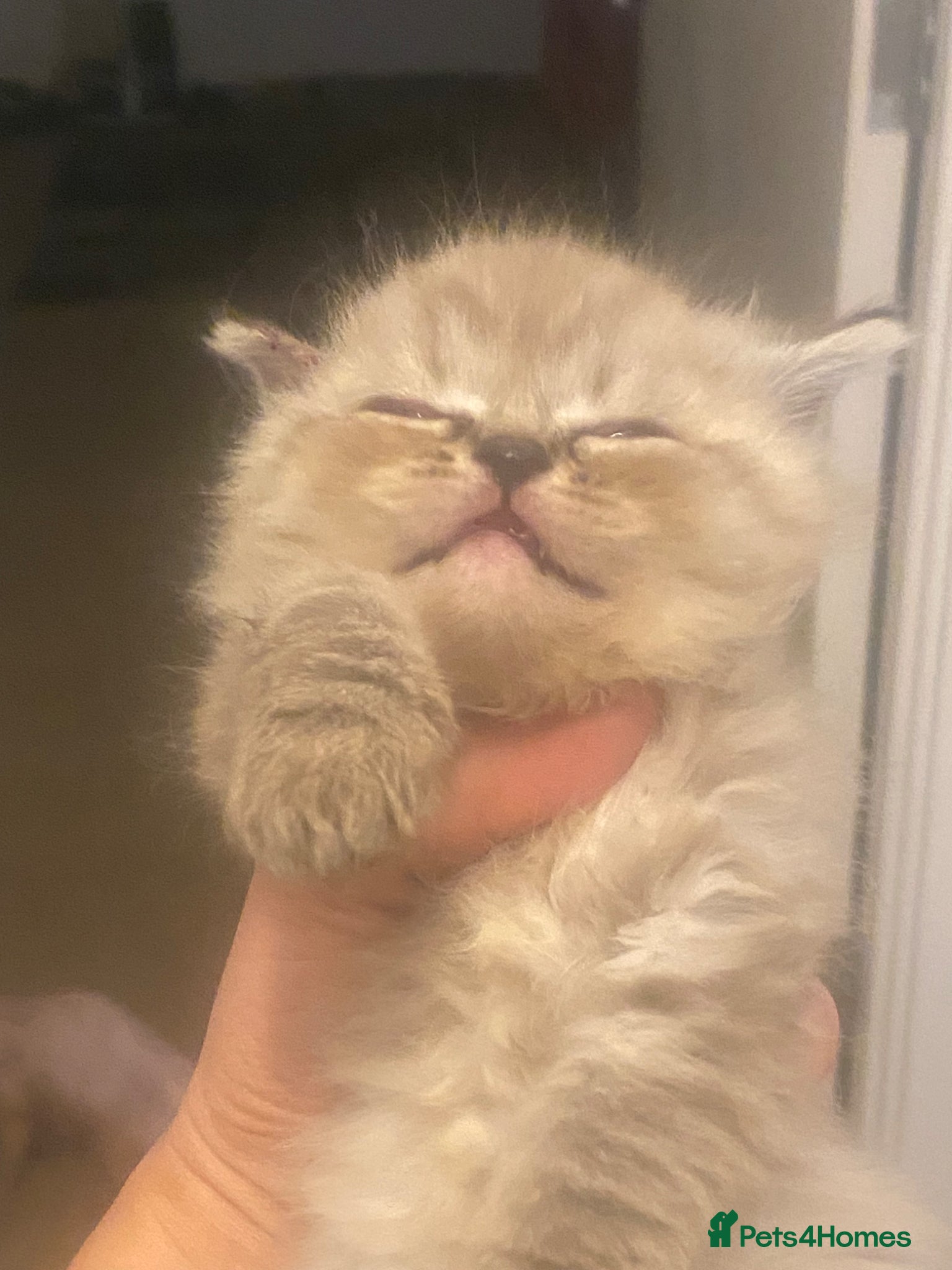 Mixed Breed cats Gorgeous mixed breed grey fluffy kittens  - Advert 1