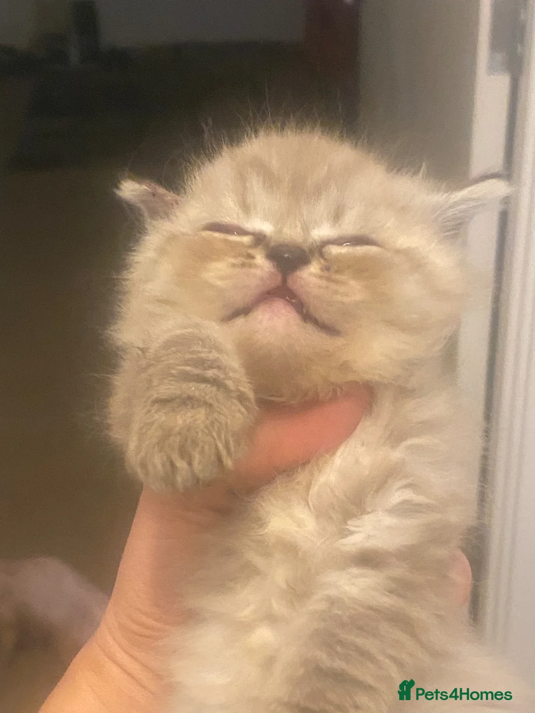 Mixed Breed cats for sale: Gorgeous mixed breed grey fluffy kittens  - Advert 1