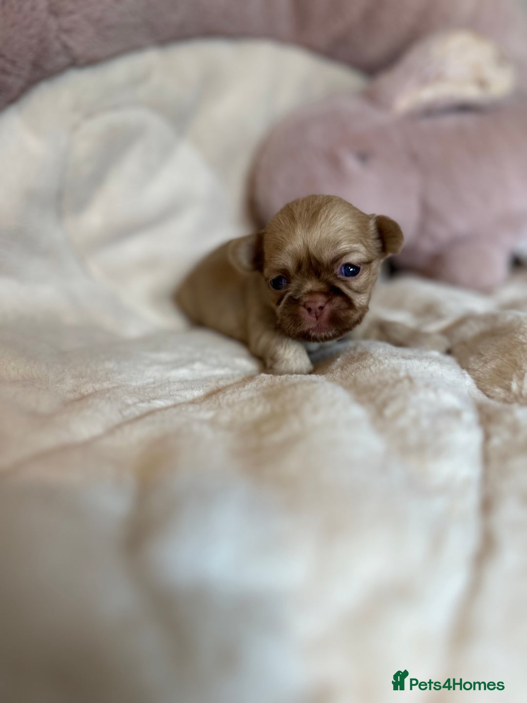 Shih Tzu dogs for sale: Beautiful shihtzu puppies - Image 22