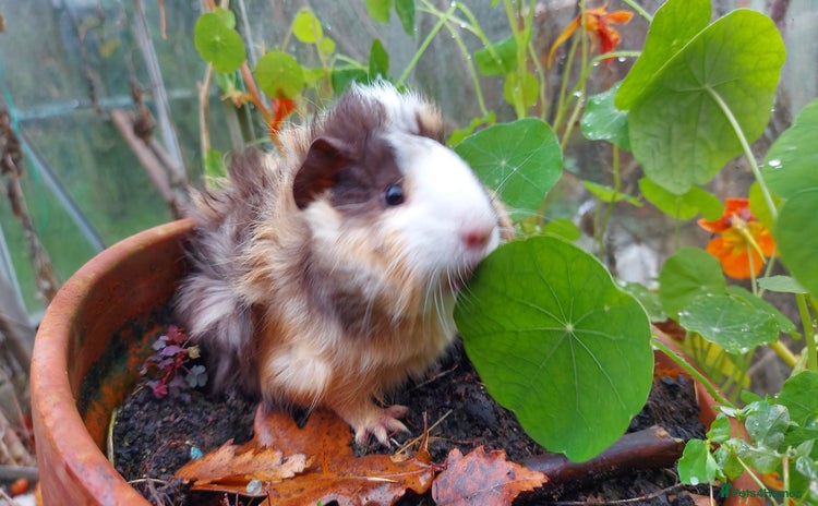 Guinea Pig rodents Beautiful Baby Guinea Pigs - Advert 16