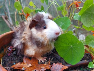 Guinea Pig rodents Beautiful Baby Guinea Pigs - Advert 12