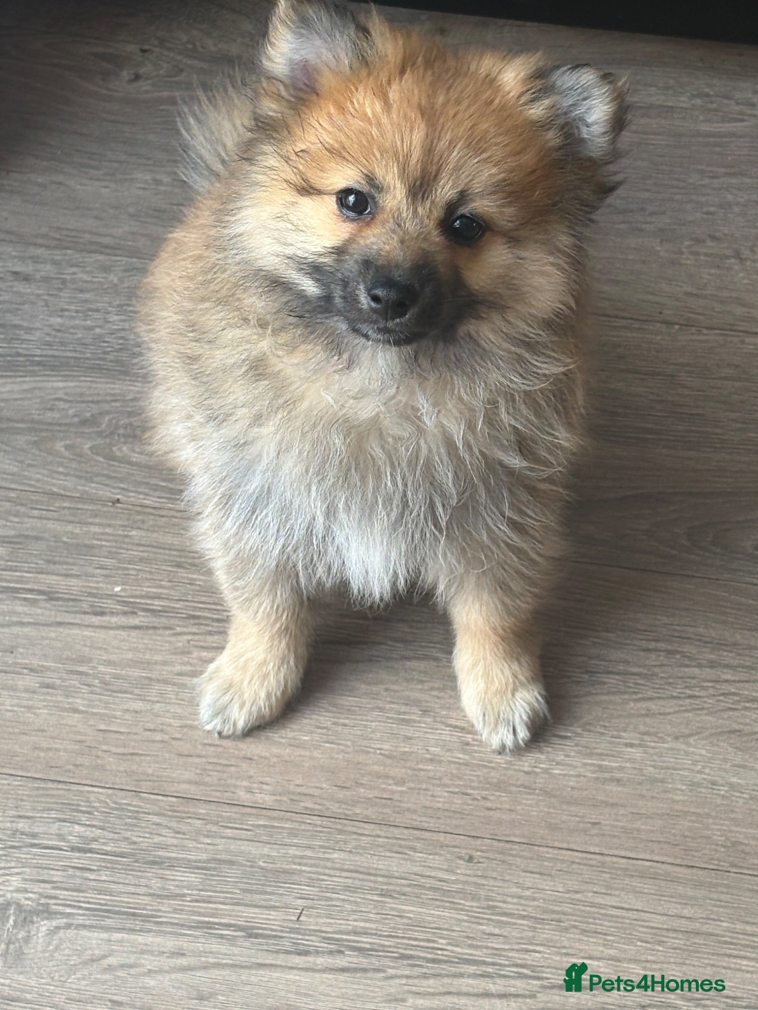Pomeranian dogs REDUCED! POMERANIAN PUPPY. LAST GIRL AVAILABLE  - Advert 3