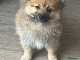Pomeranian dogs REDUCED! POMERANIAN PUPPY. LAST GIRL AVAILABLE - Advert 3