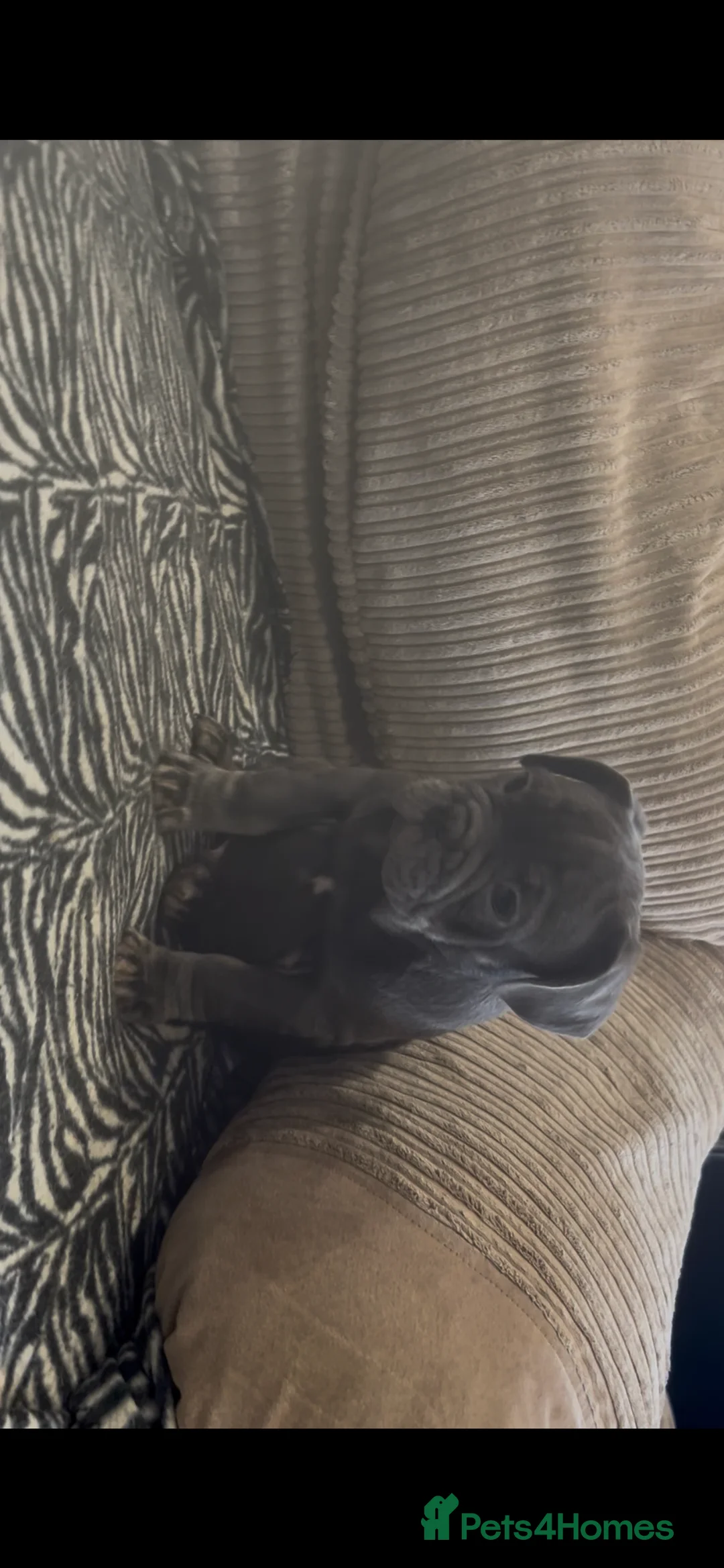 French Bulldog dogs for sale: French Bulldog  - Advert 7