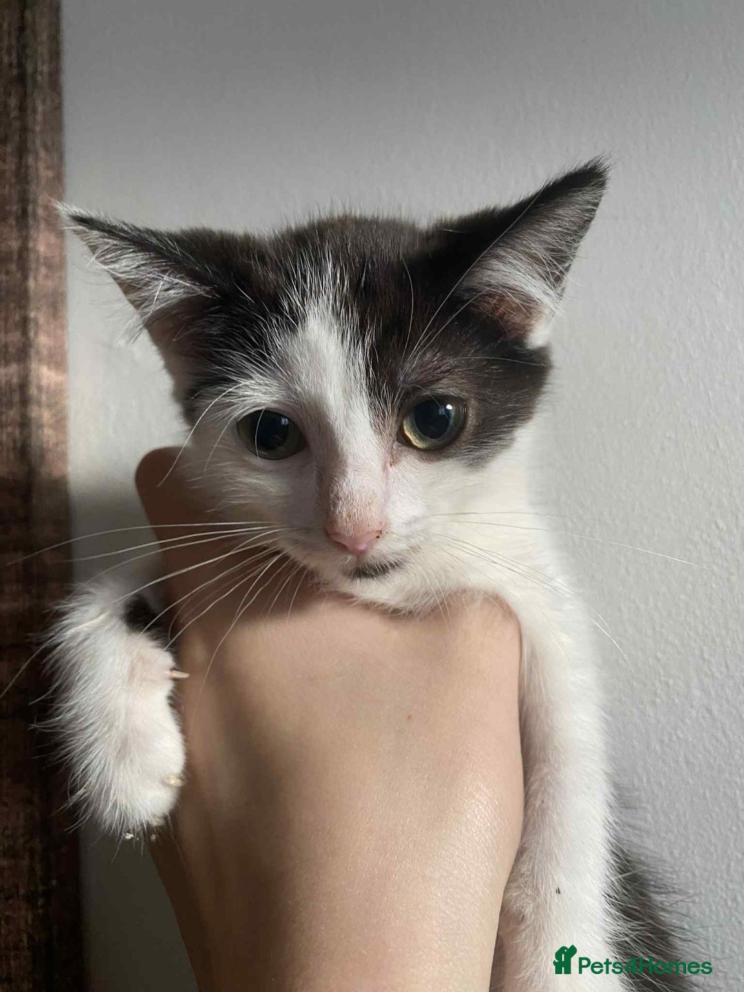 Snowshoe cats for sale: 🐾Gorgeous Kittens Ready for Forever Homes 🏡✨ - Image 11