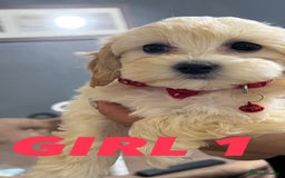 Maltipoo dogs for sale: Gourgeous maltipoo litter 🐶🐾 - Image 11