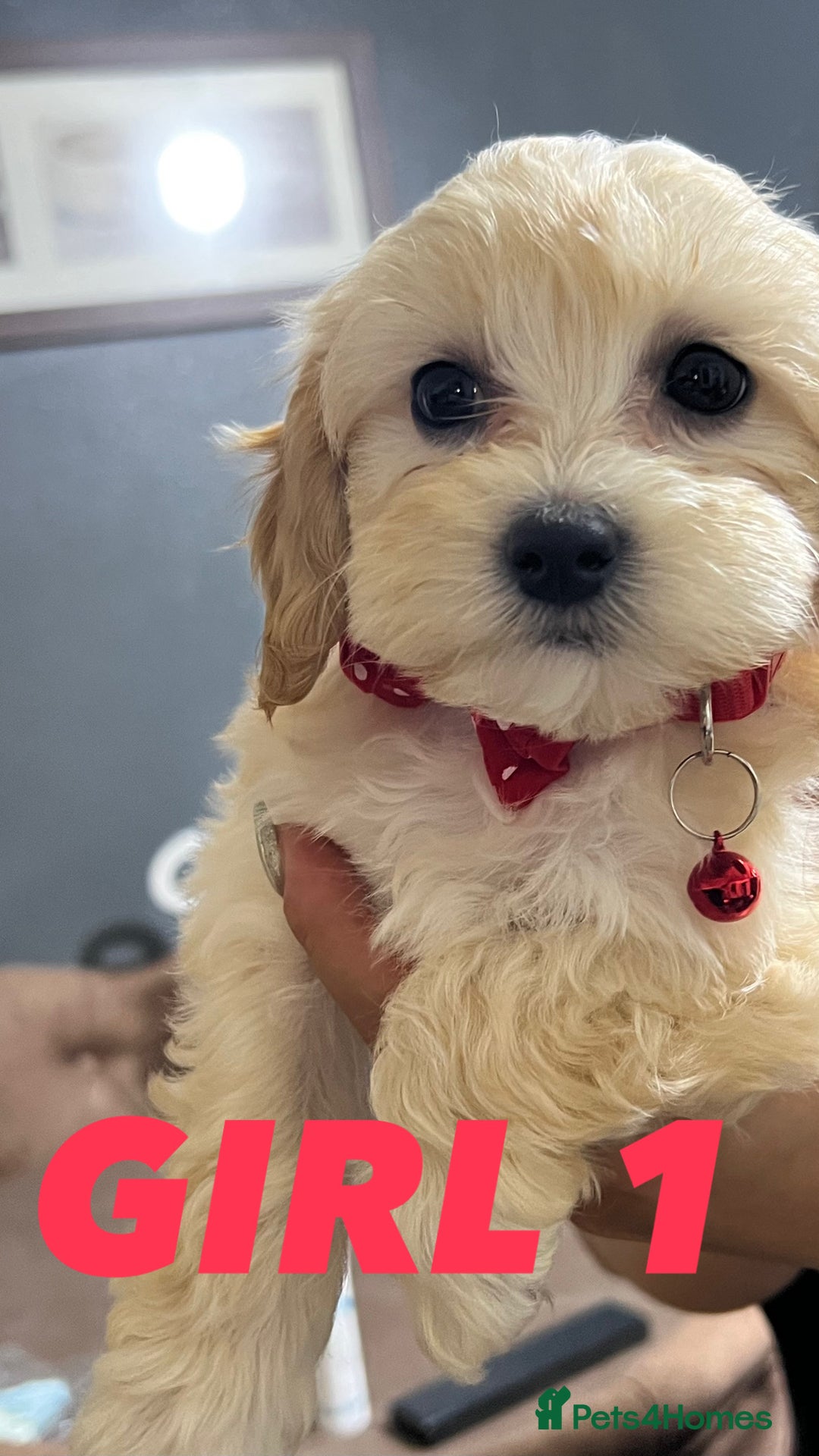 Maltipoo dogs for sale: Gourgeous maltipoo litter 🐶🐾 - Image 11