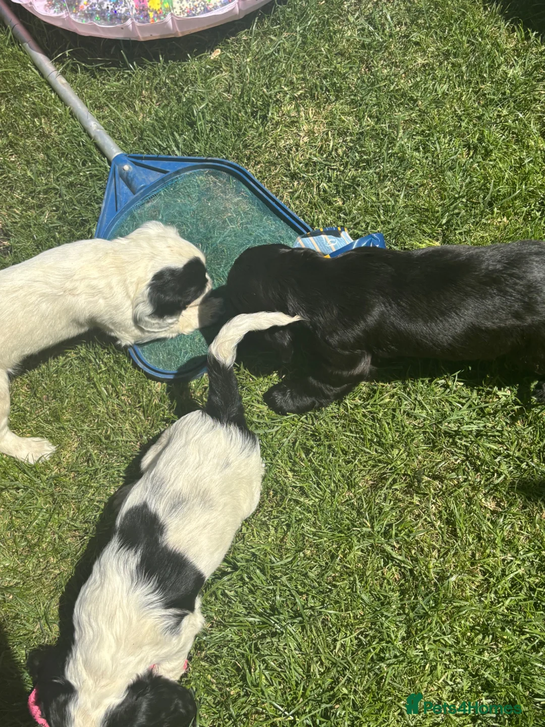 Cocker Spaniel dogs for sale: beautiful working cocker spaniel puppy’s  - Advert 2