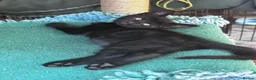 Bengal cats for sale: Gorgeous part bengal kittens ready for loving home - Advert 5