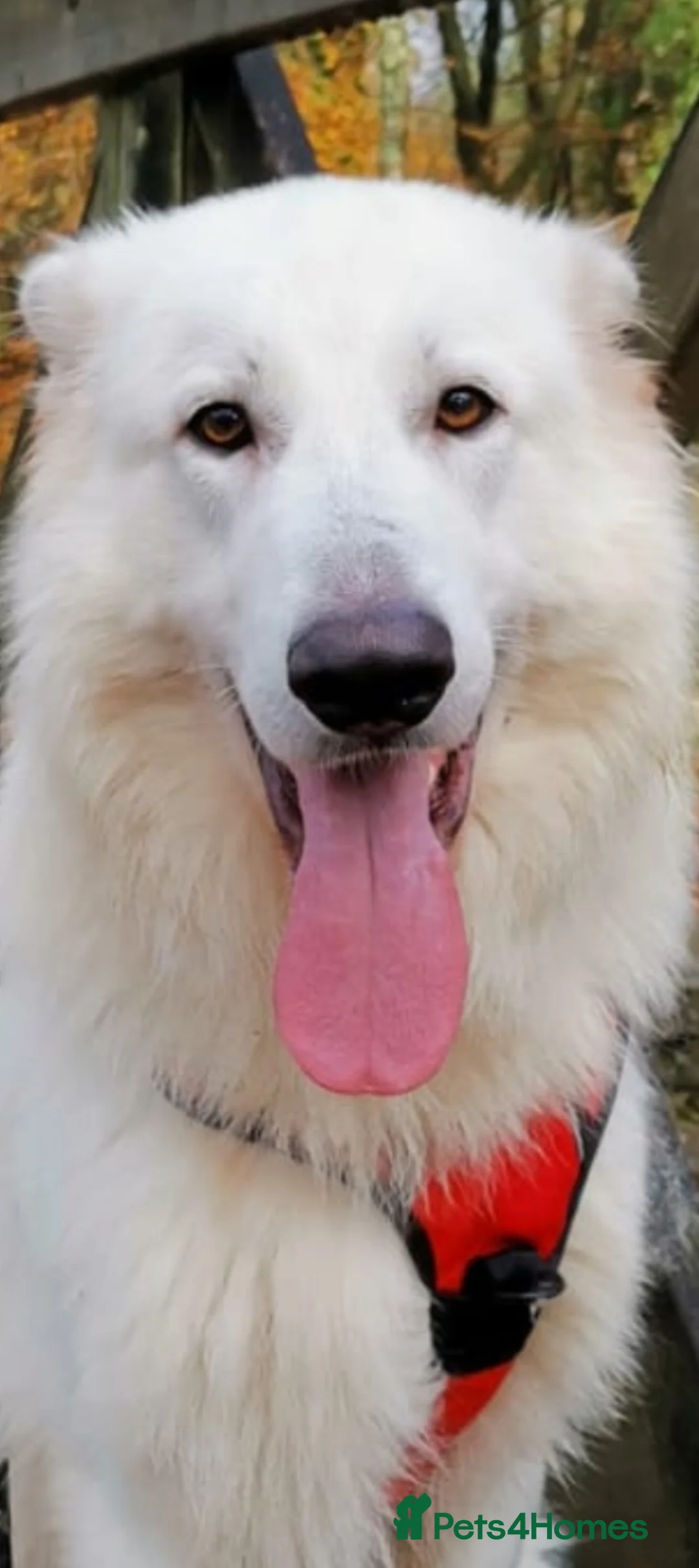 German Shepherd dogs for sale: Bear White GSD - Advert 2