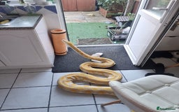 Python Snake reptiles for sale: Snake for sale - Image 3