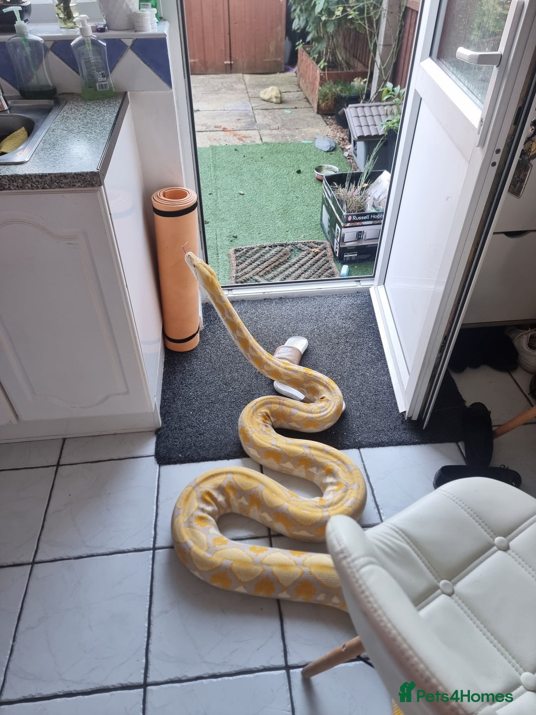 Python Snake reptiles for sale: Snake for sale - Image 3