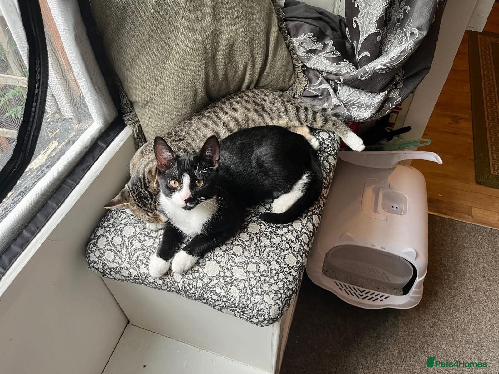Mixed Breed cats Willow & Milo🩵 - Advert 1