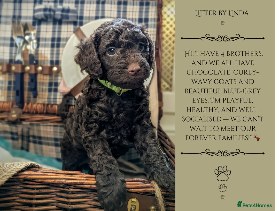 Cockapoo dogs for sale: 5 males, 7 week old Cockerpoo for sale  - Image 7